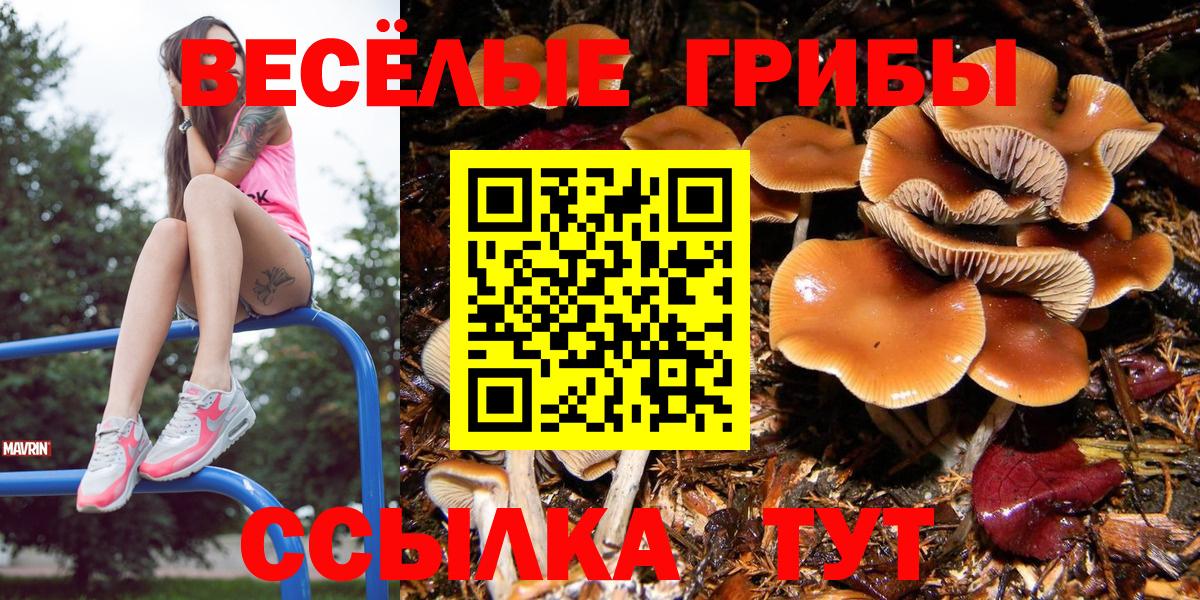 Галлюциногенные грибы Psilocybine cubensis Полысаево